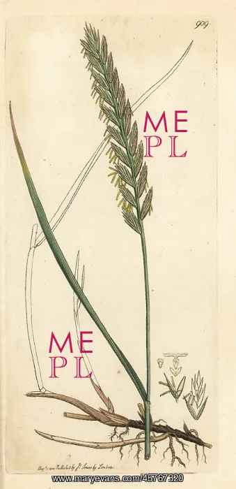 : Creeping wheat-grass or couch grass, Triticum repens : Creeping wheat-grass or couch grass, Triticum repens