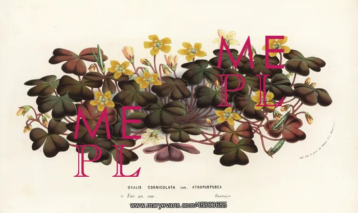 : Creeping woodsorrel, Oxalis corniculata : Creeping woodsorrel, Oxalis corniculata