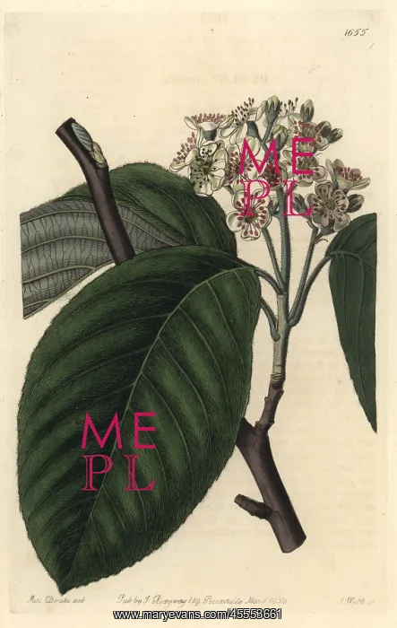  : Crenated beam or Himalayan whitebeam, Sorbus cuspidata