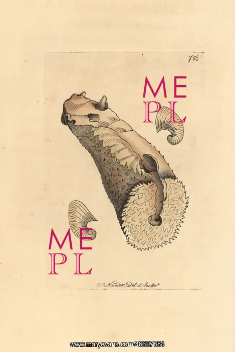 : Crenatula picta shell : Crenatula picta shell