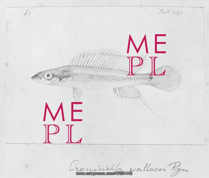 : Crenicichla wallacii : Crenicichla wallacii