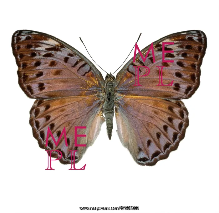 : Crenidomimas concordia, butterfly : Crenidomimas concordia, butterfly