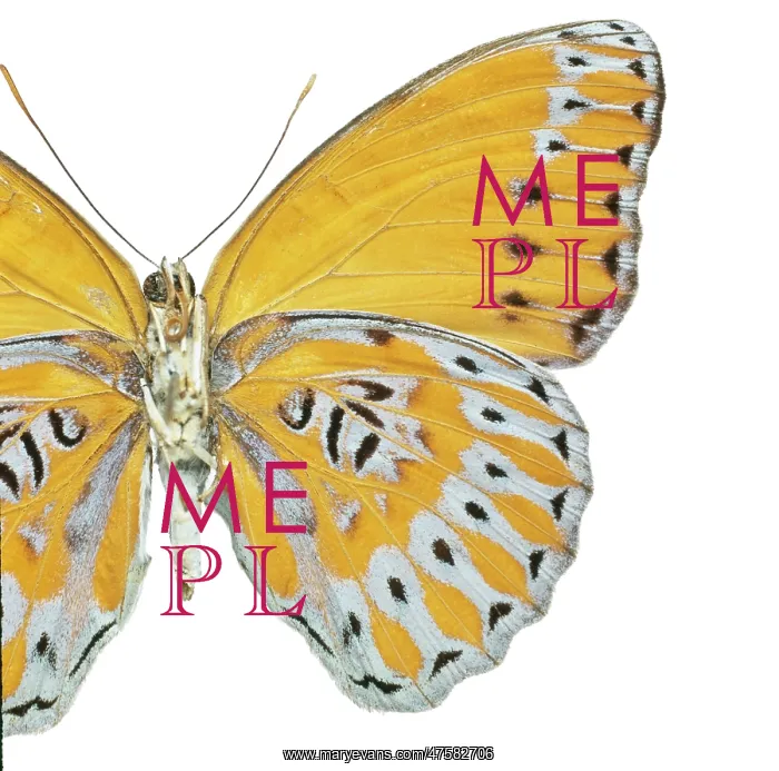: Crenidomimas concordia, butterfly : Crenidomimas concordia, butterfly