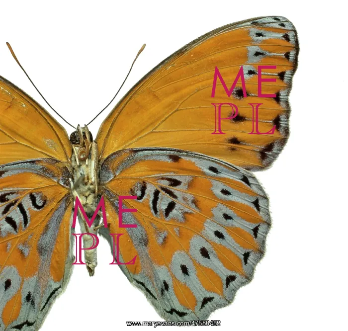 : Crenidomimas concordia, butterfly : Crenidomimas concordia, butterfly