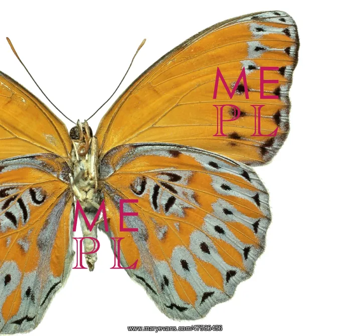 : Crenidomimas concordia, butterfly : Crenidomimas concordia, butterfly