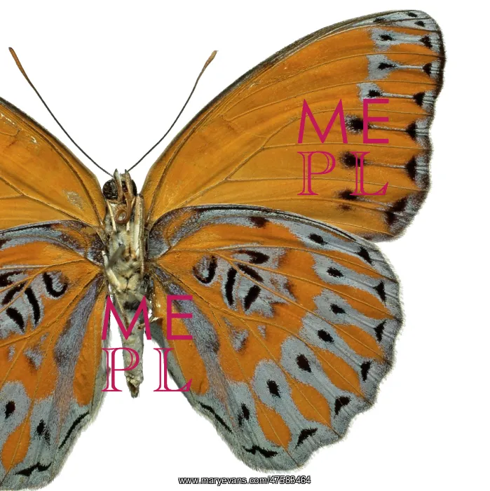: Crenidomimas concordia, butterfly : Crenidomimas concordia, butterfly