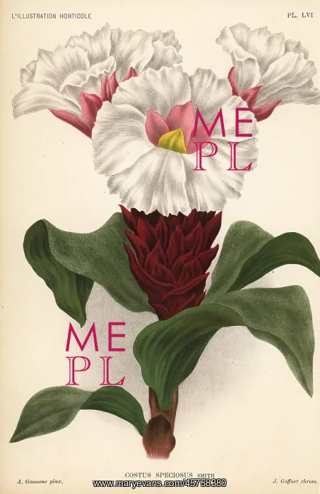  : Crepe ginger, Cheilocostus speciosus