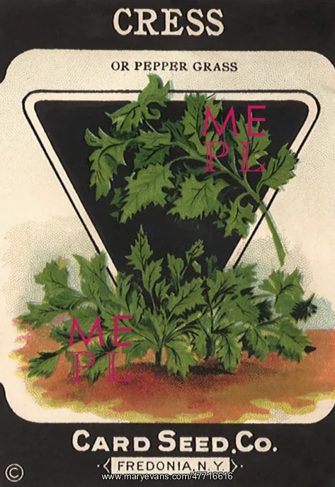  : Cress Seed Packet