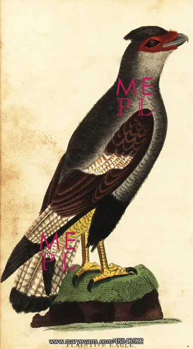 : Crested caracara, Caracara plancus : Crested caracara, Caracara plancus