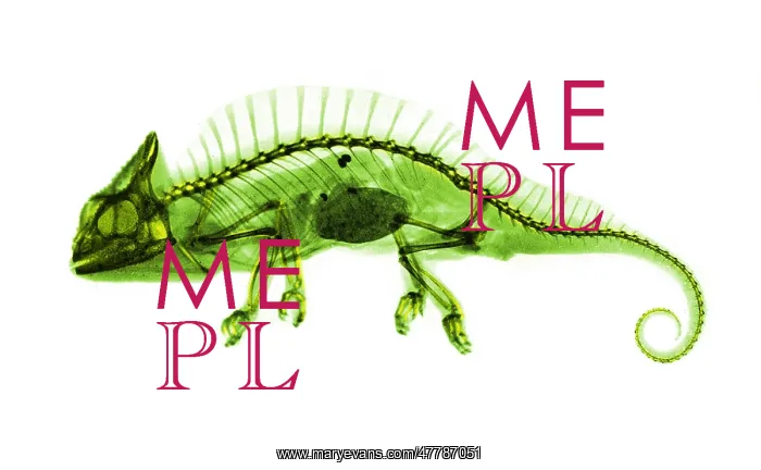 : Crested Chameleon, X-ray, 1896 : Crested Chameleon, X-ray, 1896