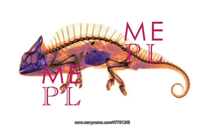 : Crested Chameleon, X-ray, 1896 : Crested Chameleon, X-ray, 1896