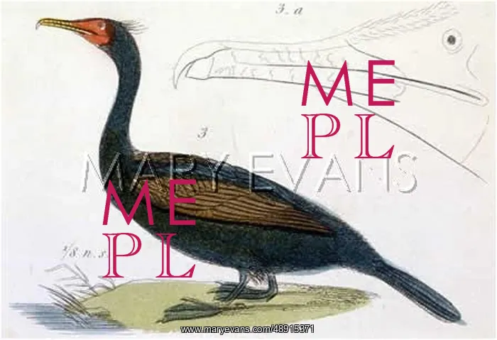 : CRESTED CORMORANT : CRESTED CORMORANT