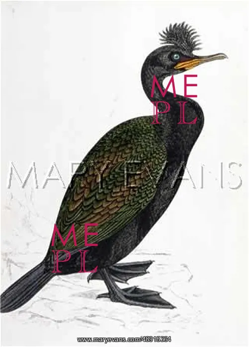 : CRESTED CORMORANT(MORRIS : CRESTED CORMORANT(MORRIS