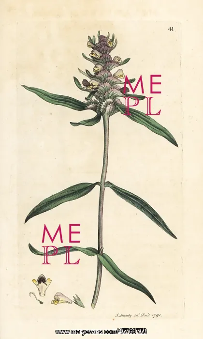 : Crested cow-wheat, Melampyrum cristatum : Crested cow-wheat, Melampyrum cristatum