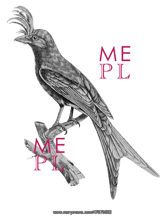 : Crested Drongo : Crested Drongo