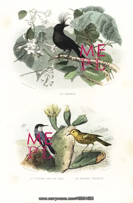 : Crested drongo and American yellow warbler : Crested drongo and American yellow warbler