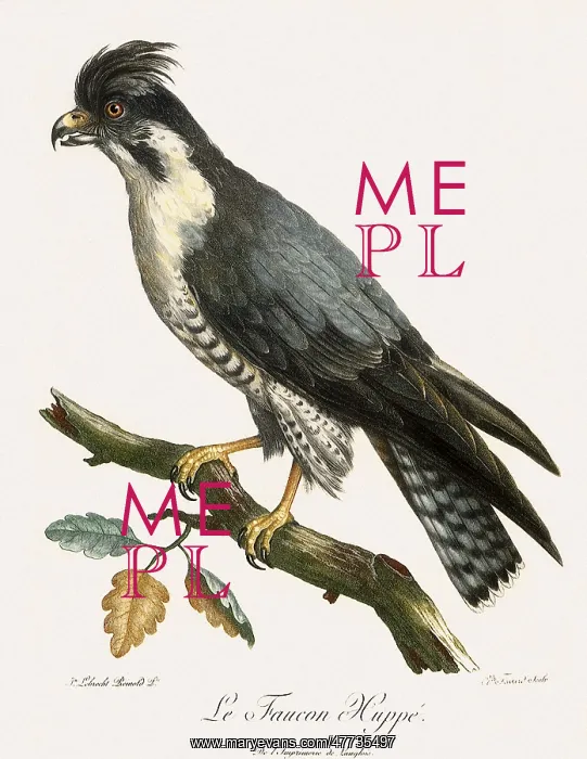  : Crested Falcon