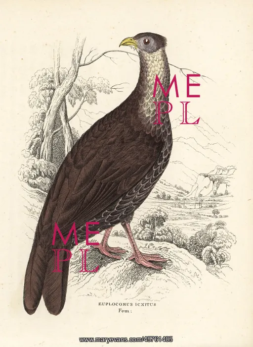 : Crested fireback, Lophura ignita : Crested fireback, Lophura ignita