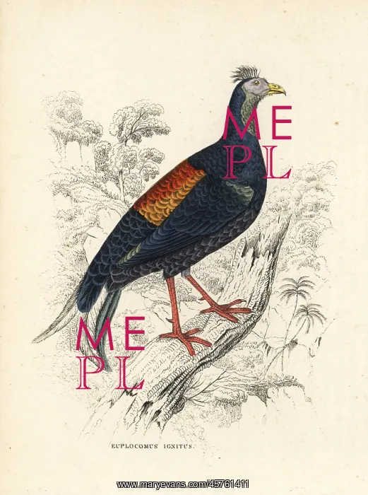 : Crested fireback, Lophura ignita : Crested fireback, Lophura ignita