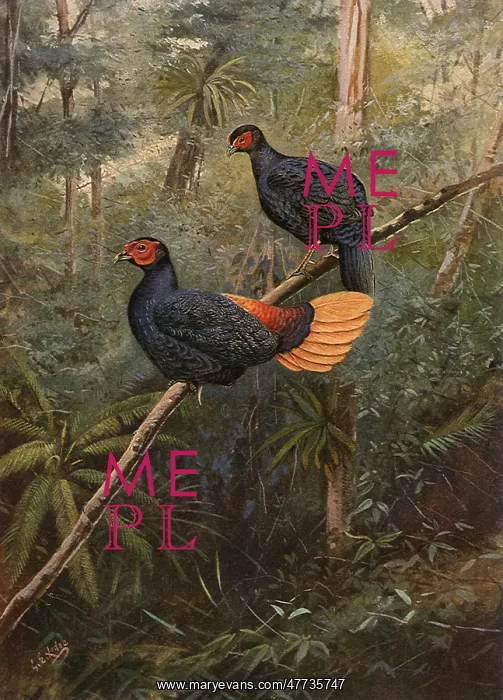  : Crested Firebacks, Lophura erythropthalma