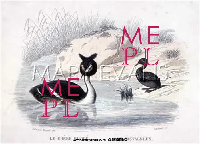 : CRESTED GREBE : CRESTED GREBE