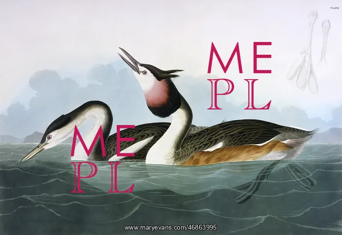 : Crested Grebe, by John James Audubon : Crested Grebe, by John James Audubon