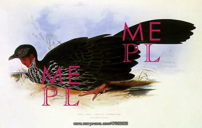  : Crested Guan, Penelope purpurascens