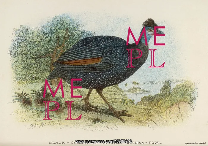 : CRESTED GUINEA FOWL : CRESTED GUINEA FOWL