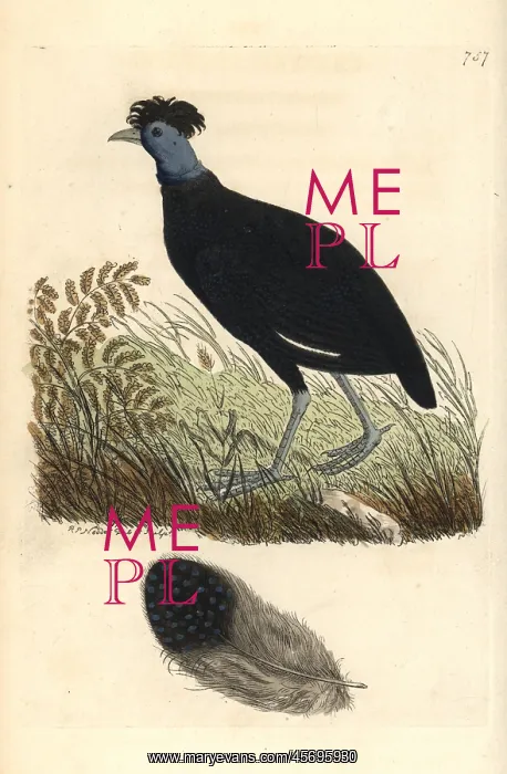 : Crested guineafowl, Guttera pucherani : Crested guineafowl, Guttera pucherani