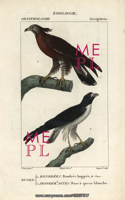 : Crested honey-buzzard, Pernis ptilorhynchus : Crested honey-buzzard, Pernis ptilorhynchus