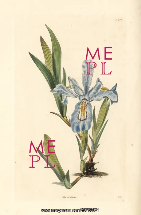 : Crested iris, Iris cristata : Crested iris, Iris cristata
