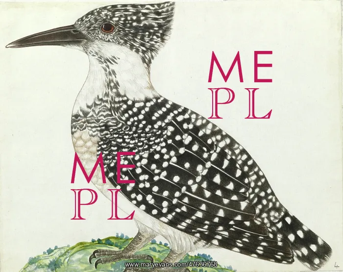 : Crested kingfisher, Megaceryle lugubris : Crested kingfisher, Megaceryle lugubris