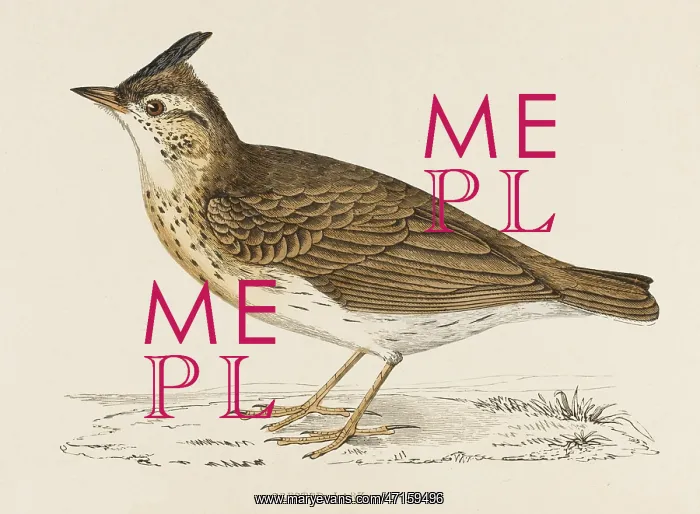  : CRESTED LARK