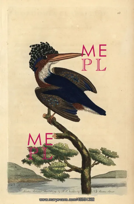 : Crested or Malachite kingfisher, Alcedo cristata : Crested or Malachite kingfisher, Alcedo cristata