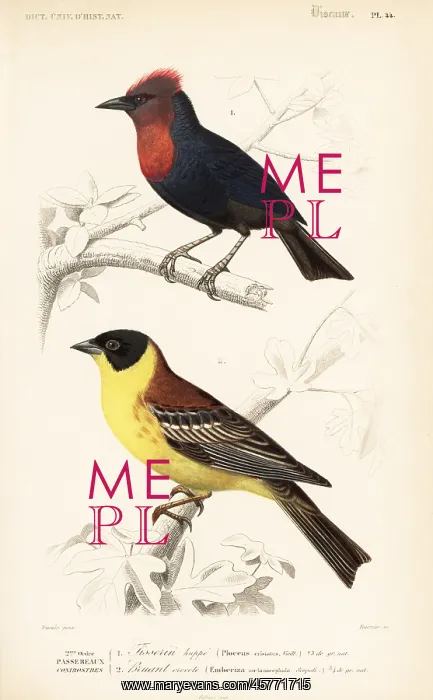 : Crested malimbe, Malimbus malimbicus, and : Crested malimbe, Malimbus malimbicus, and