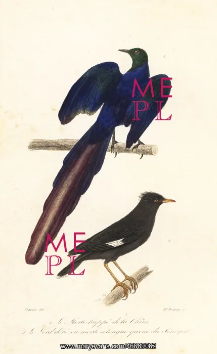 : Crested myna and long-tailed glossy starling : Crested myna and long-tailed glossy starling