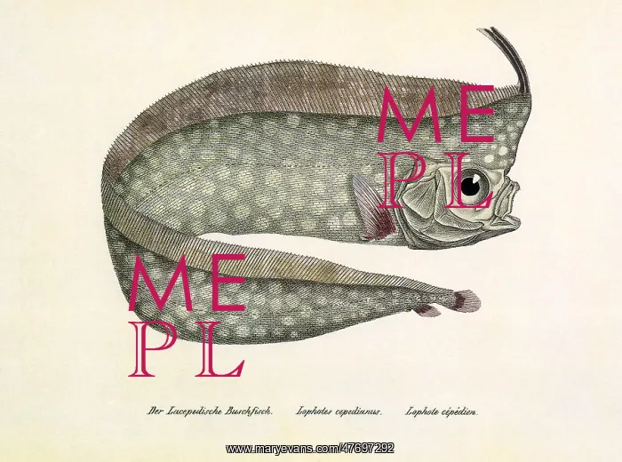  : Crested Oarfish