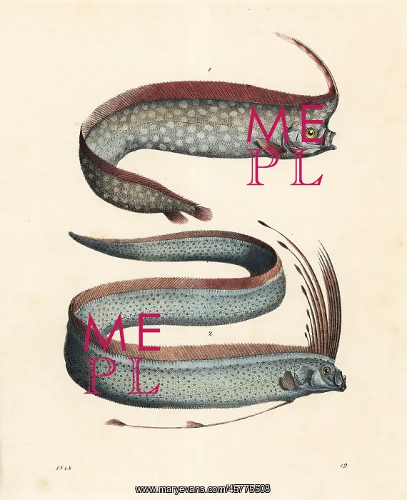 : Crested oarfish and oarfish : Crested oarfish and oarfish