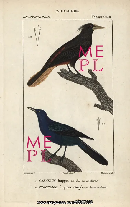 : Crested oropendola, Psarocolius decumanus : Crested oropendola, Psarocolius decumanus