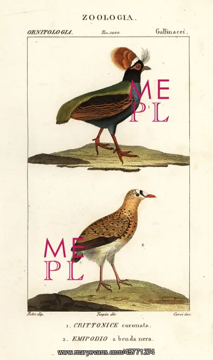 : Crested partridge and buttonquail : Crested partridge and buttonquail