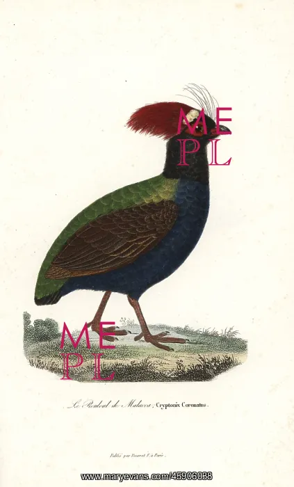 : Crested partridge, Rollulus rouloul : Crested partridge, Rollulus rouloul