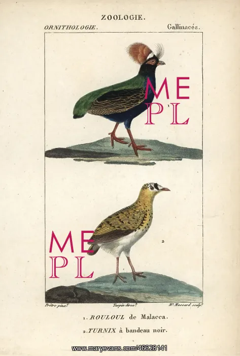 : Crested partridge, Rollulus rouloul, and Madagascar : Crested partridge, Rollulus rouloul, and Madagascar