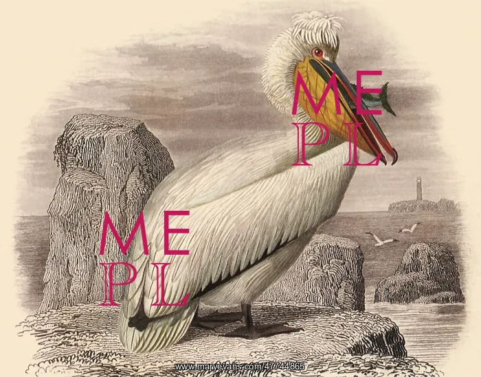 : Crested Pelican (Pelecanus crispus)