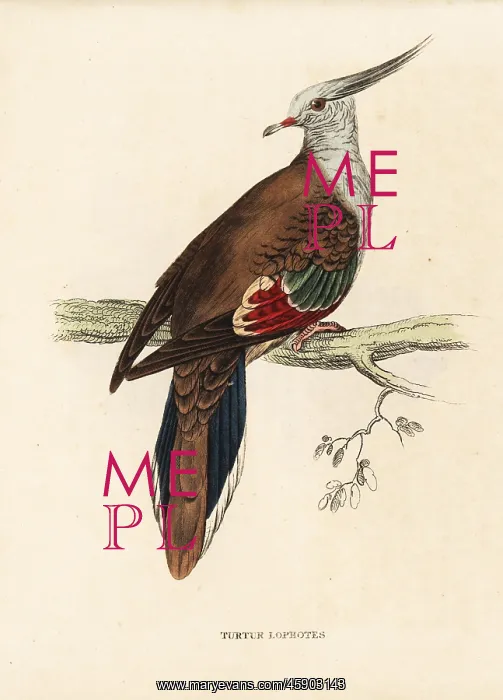 : Crested pigeon, Ocyphaps lophotes : Crested pigeon, Ocyphaps lophotes