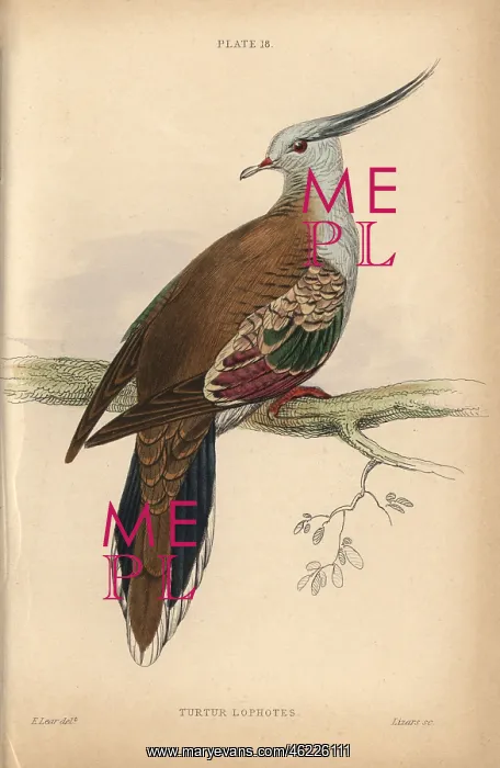 : Crested pigeon, Ocyphaps lophotes : Crested pigeon, Ocyphaps lophotes