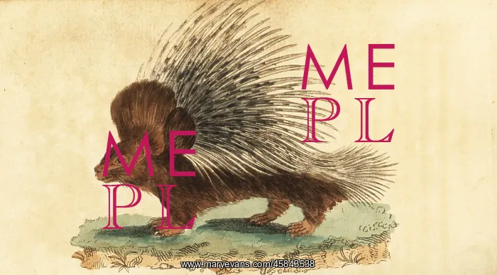 : Crested porcupine, Hystrix cristata : Crested porcupine, Hystrix cristata