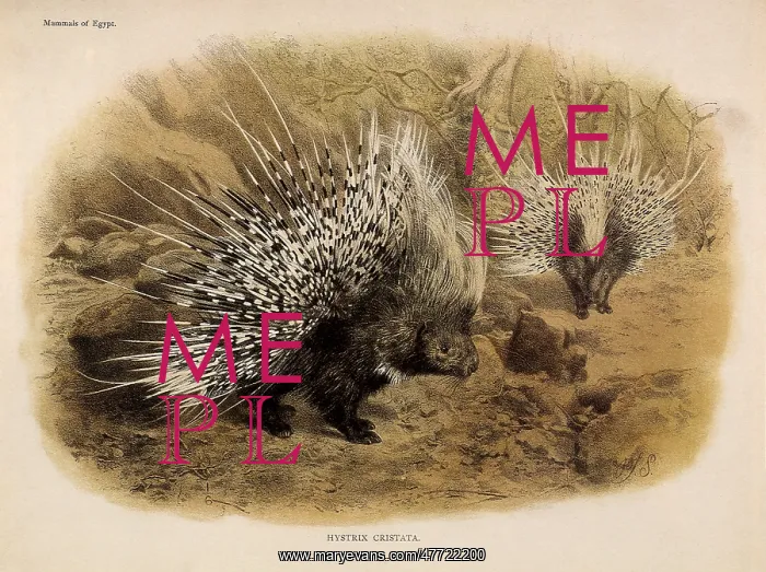  : Crested Porcupine, Hystrix cristata
