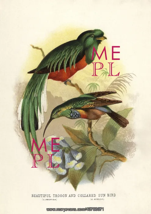 : Crested quetzal, Pharomachrus antisianus, and : Crested quetzal, Pharomachrus antisianus, and