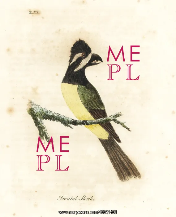 : Crested shriketit, Falcunculus frontatus : Crested shriketit, Falcunculus frontatus