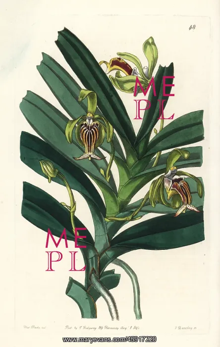 : Crested vanda orchid, Vanda cristata : Crested vanda orchid, Vanda cristata